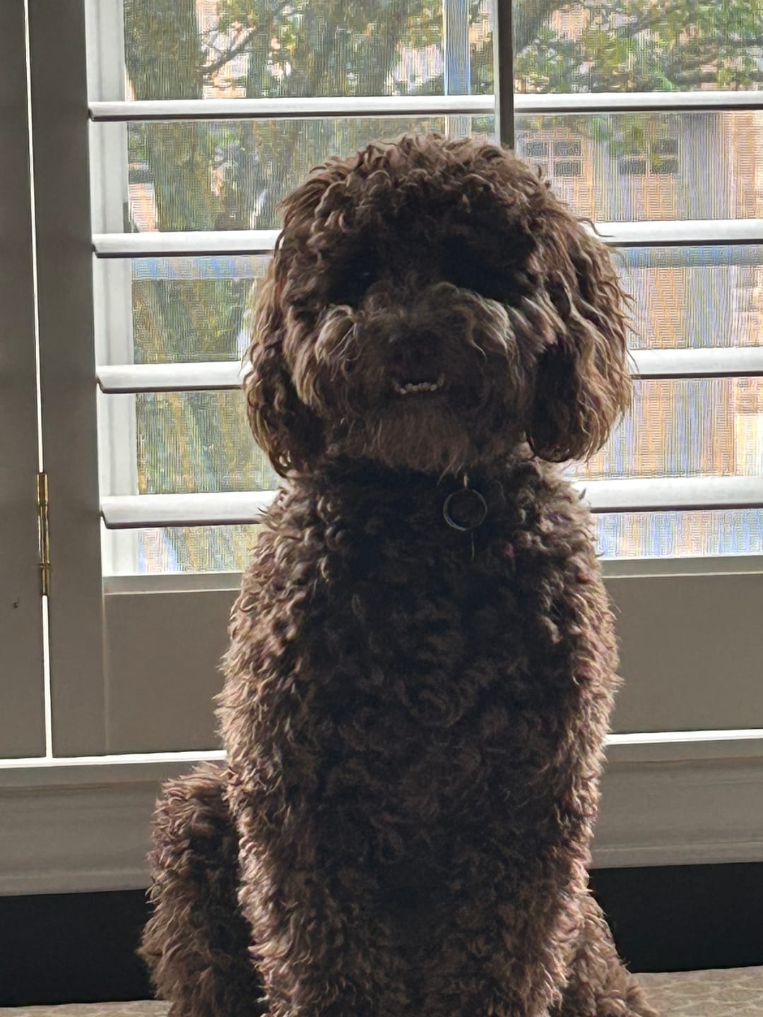 Customer photo review of 12 Inch Thick Braided Bully Stick