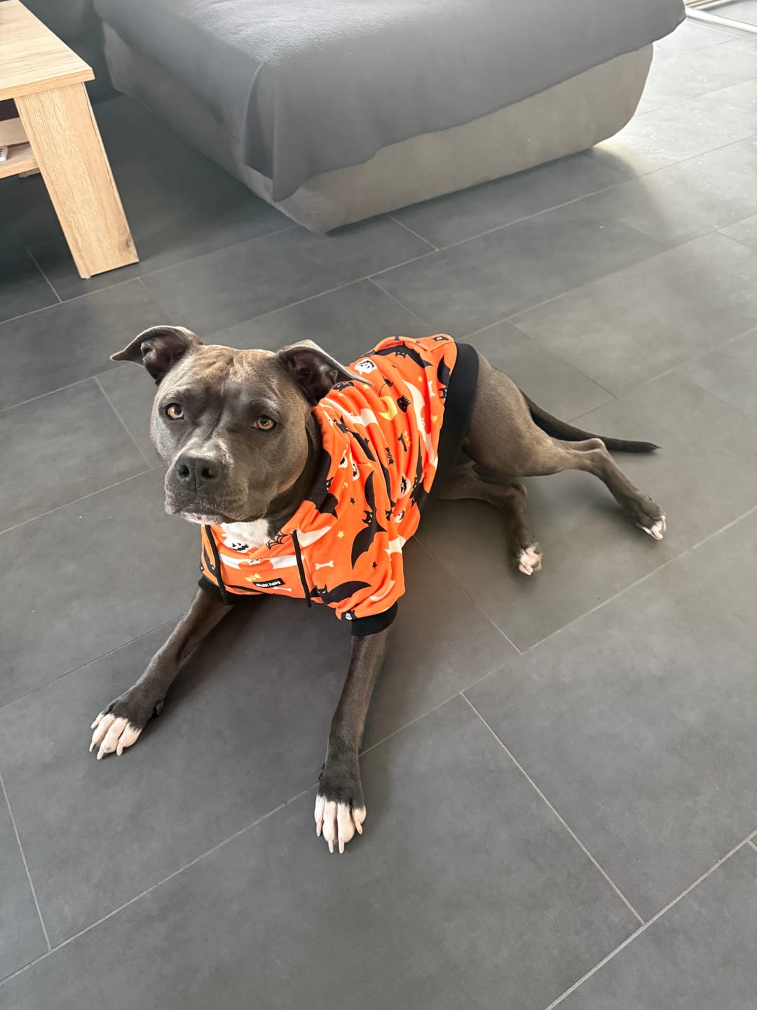 Customer photo review of Halloween Dog Hoodies (Limited Edition)