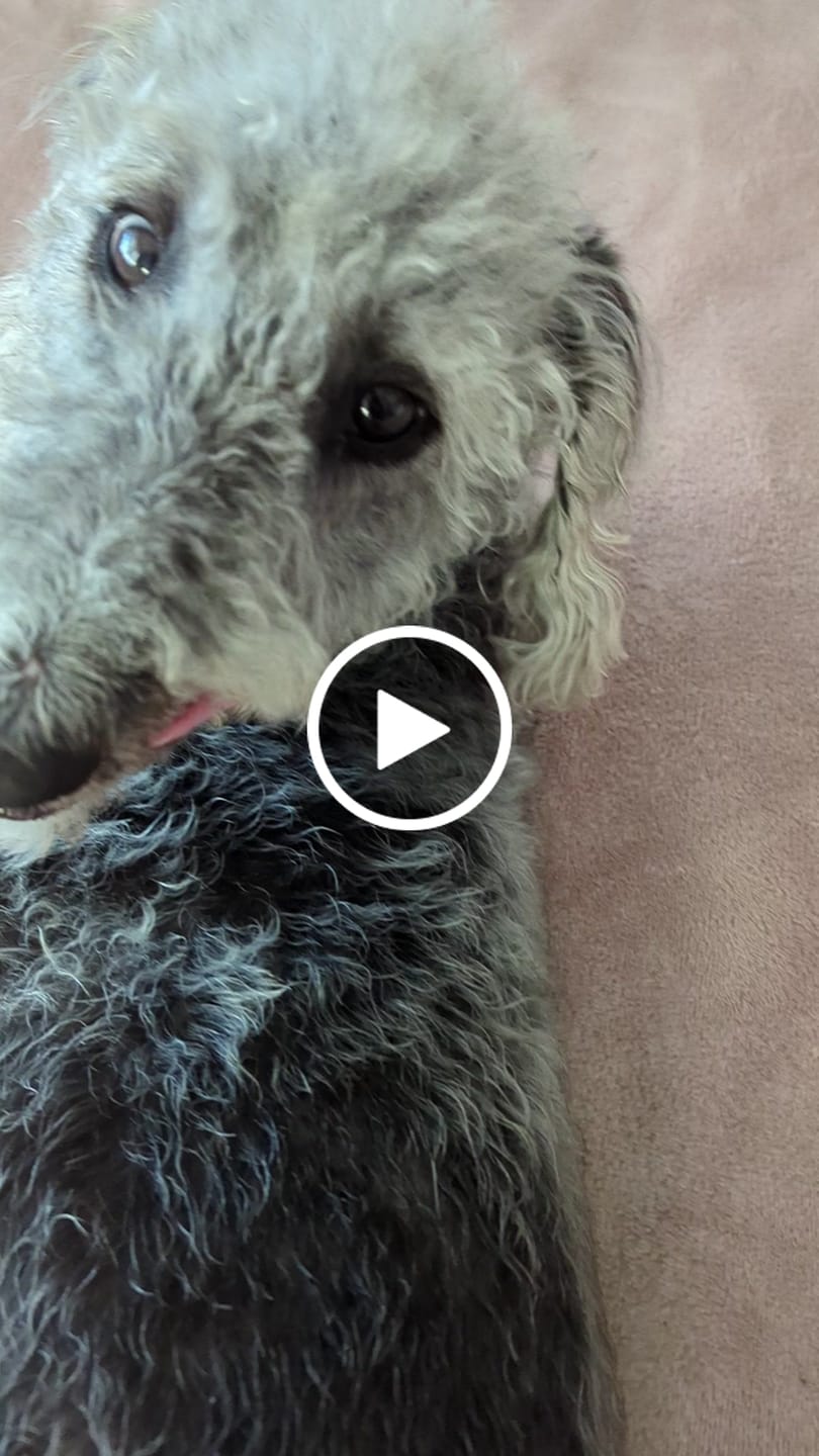 Customer video review of Dog Gel