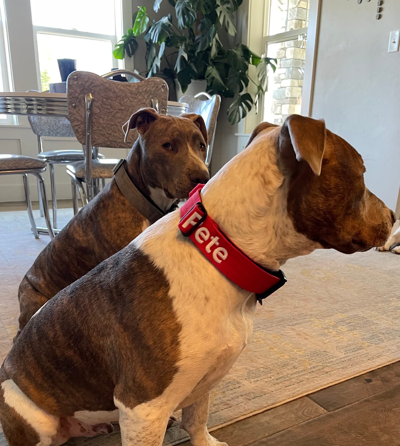 Customer photo review of 4cm Combat® Collar | Handle & Rated Clip - Red