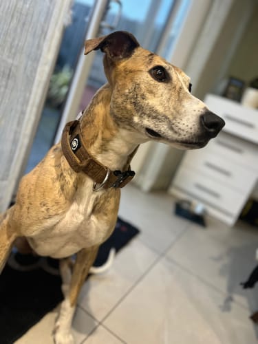 Kathryn C. review of 4cm Tweed Combat® Collar | Handle & Secure Clip - Classic Tan image 1 out of 2