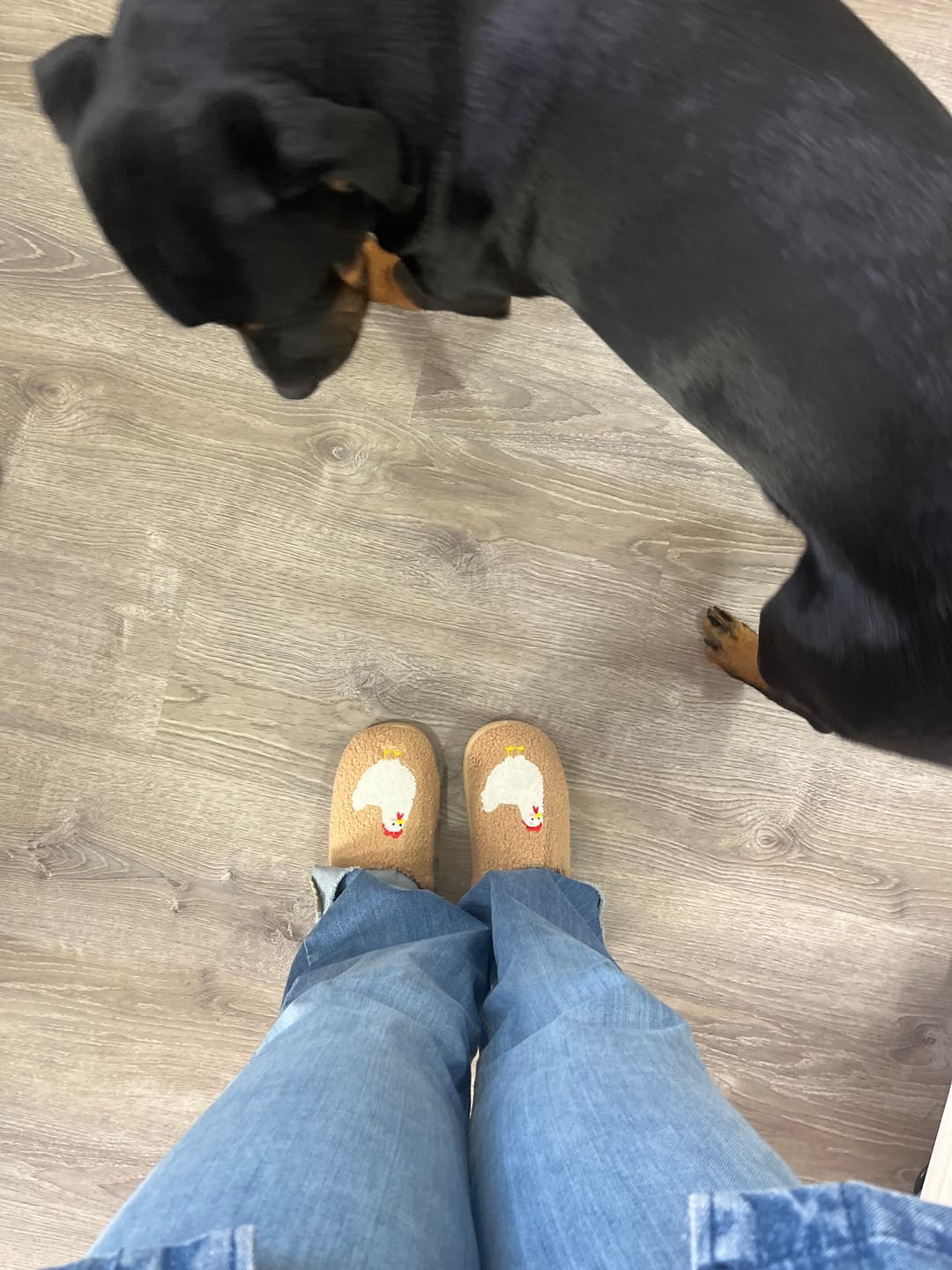 Customer photo review of Brown Fuzzy Chicken Slippers - Adult