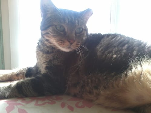Avis photo d'un client sur Croquettes Chat Stérilisé Sans Céréales - Saumon