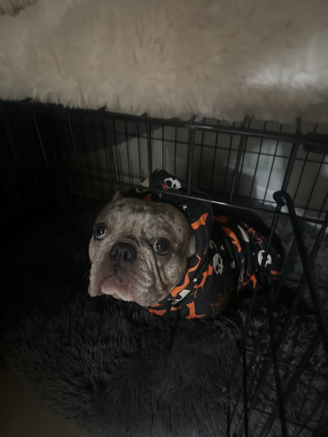 Customer photo review of Halloween Dog Hoodies (Limited Edition)