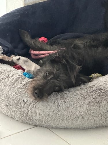 Customer photo review of Cama Antiestrés para Perros