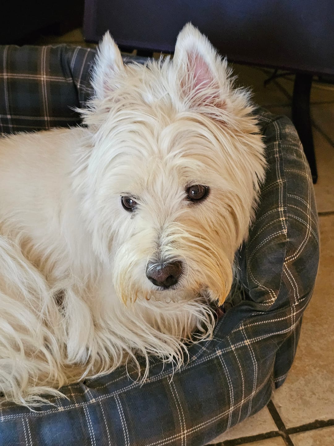 Customer photo review of Croquettes Bio Allégées Chien Sénior +7ans de toutes tailles - Volaille & légumes