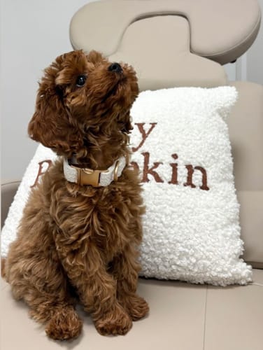 Customer photo review of Marshmallow┃Bouclé Collar