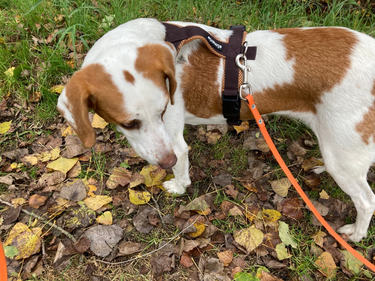 Customer photo review of Windhundgeschirr FUN "Toffee"