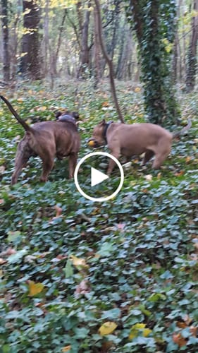 Customer video review of 4cm Combat Billowthane® Collar | Waterproof - Rose Gold
