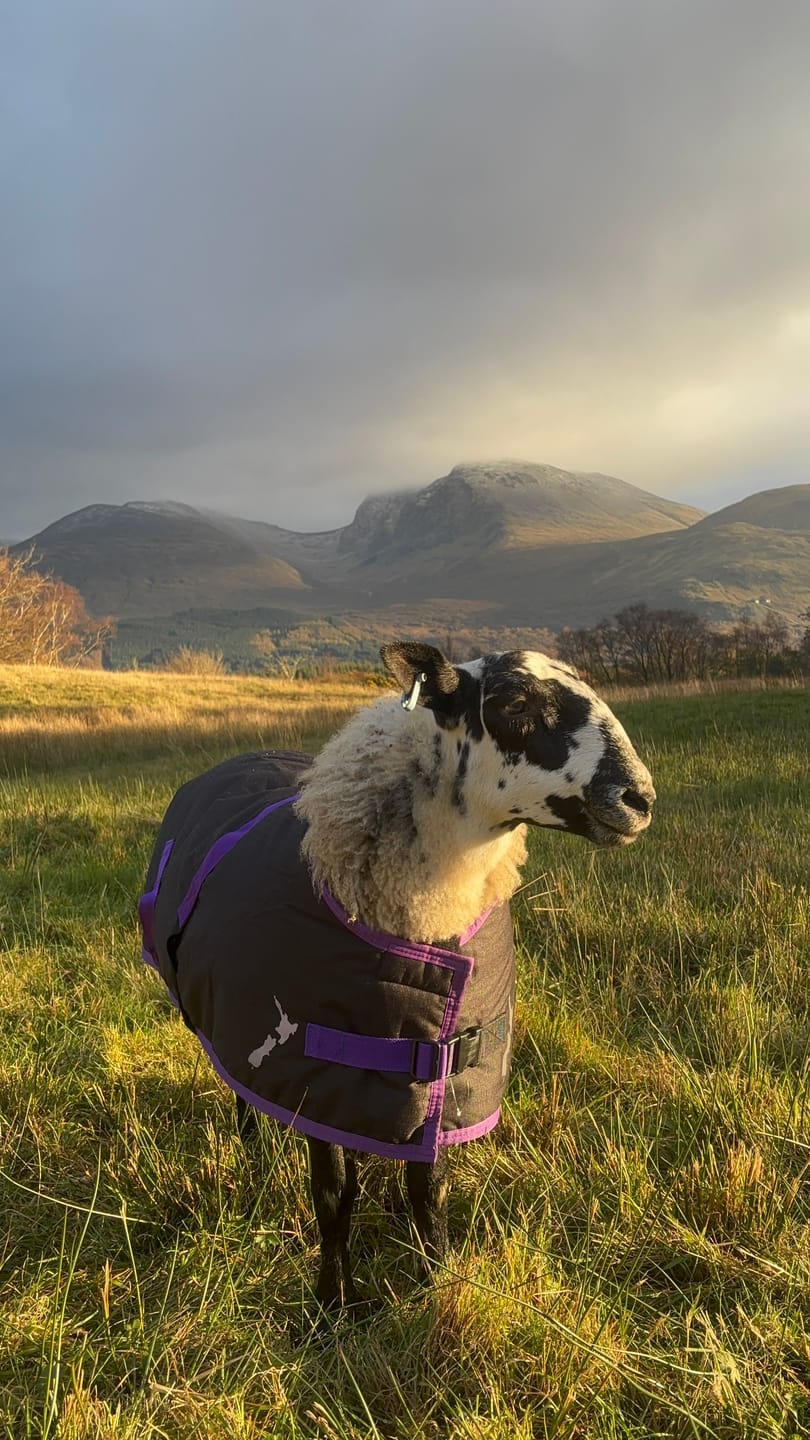 Customer photo review of Sheep Coat | Waterproof