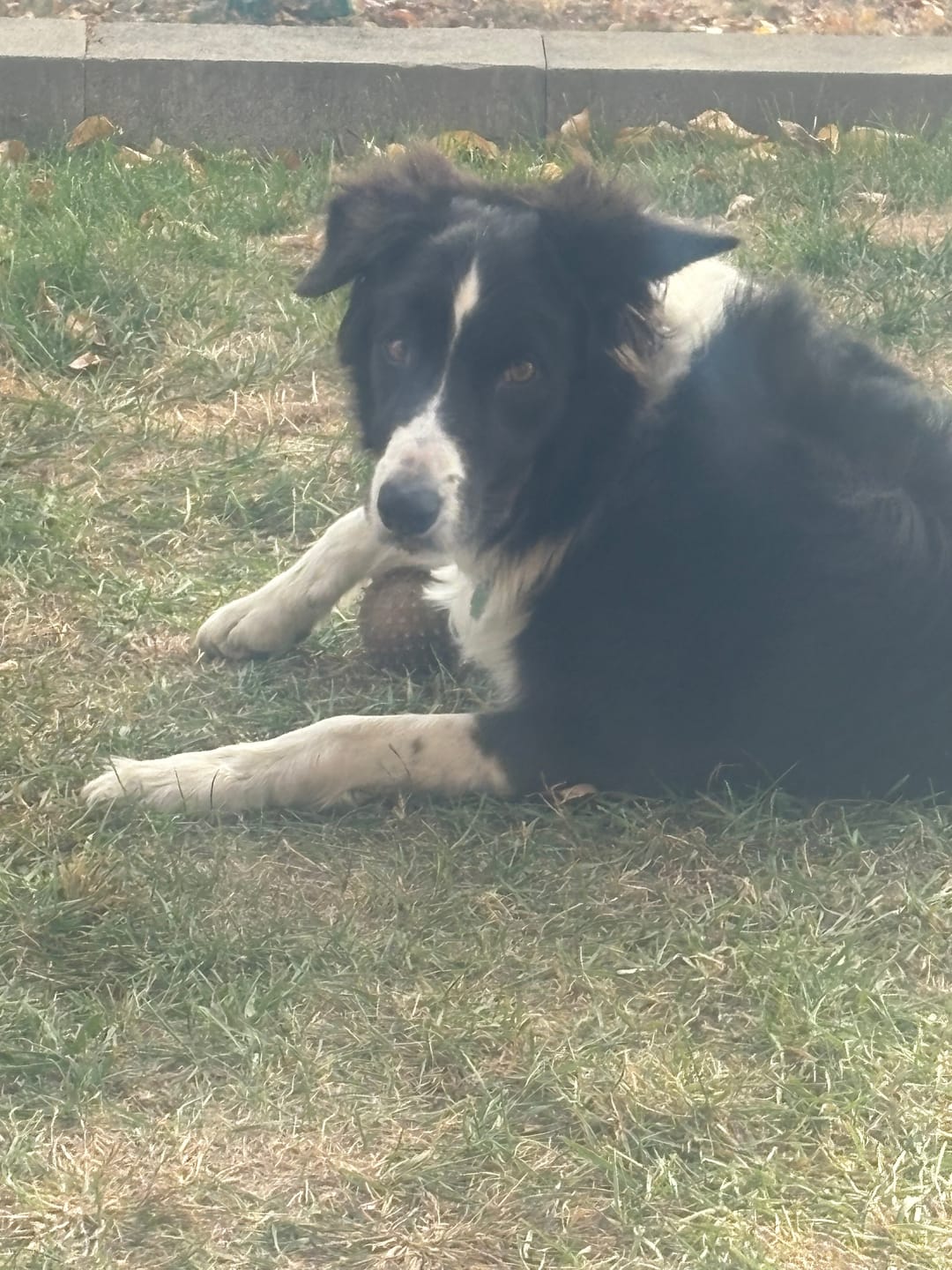 Customer photo review of Horizon Legacy - Nourriture pour chien haut de gamme