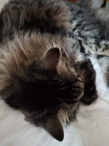 undefined review of Diffusore Calmante per Gatti image 1 out of 1