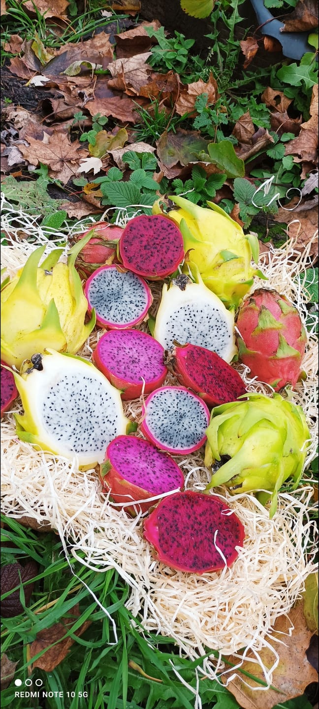 Customer photo review of Drachenfrucht Mix bunt Bio Aktionswoche %