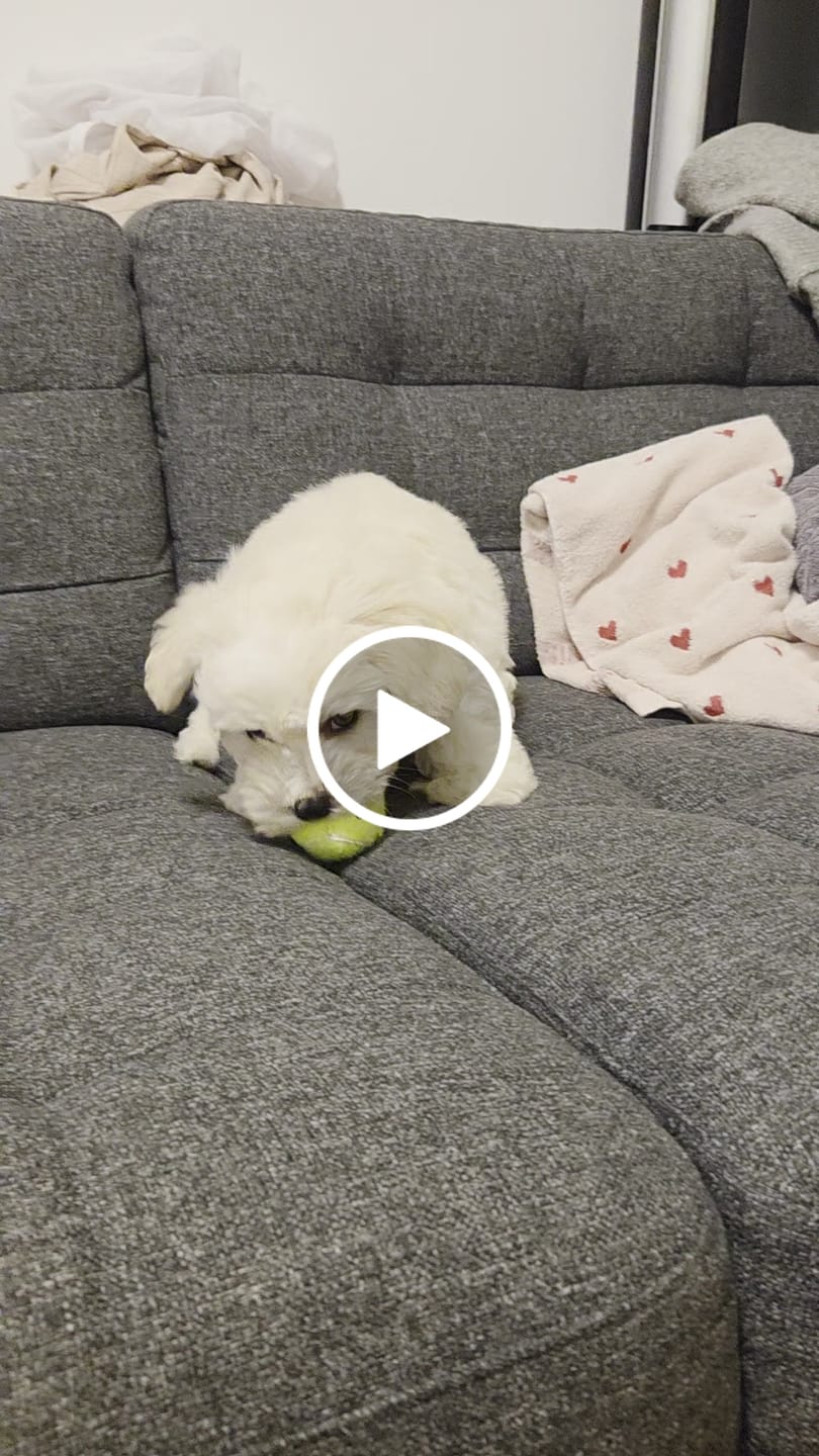 Customer video review of KONG - SqueekAir bolde 3 stk.