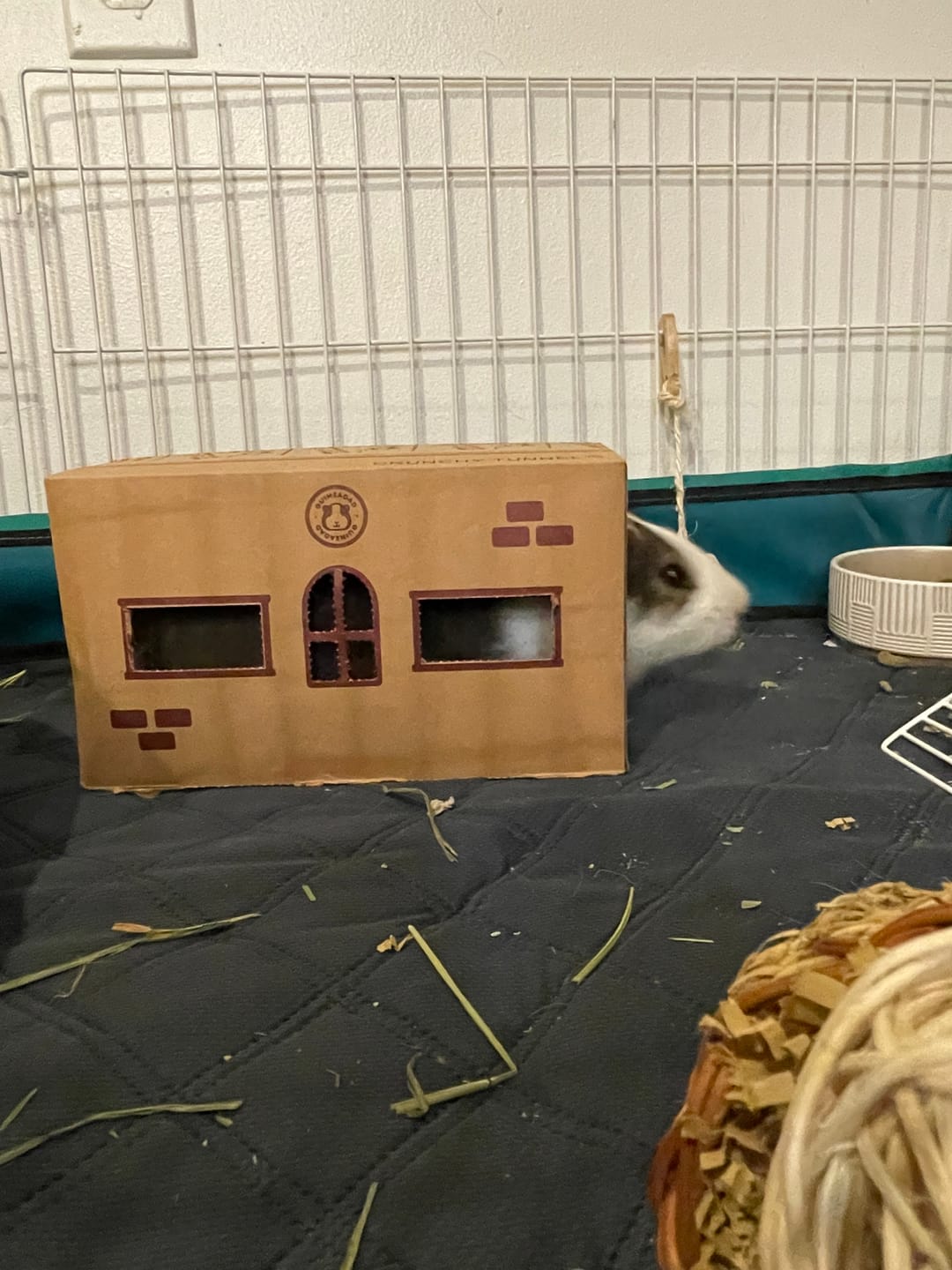 Customer photo review of GuineaDad Premium Guinea Pig Pee Pads (Pack of 5)