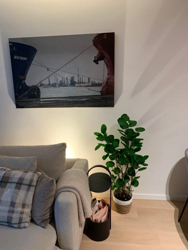 Customer photo review of Polyscias Kunstplant 110cm