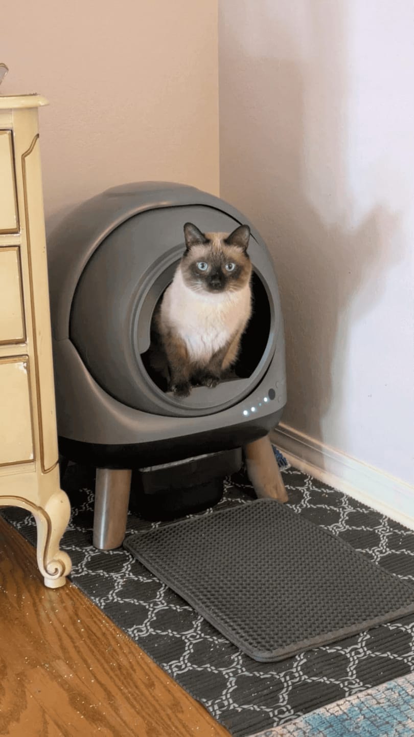 Customer photo review of [🎃Halloween Sale] Orbitie Automatic Cat Litter Box for Cats,Superior Odor Control & Whisper-Quiet