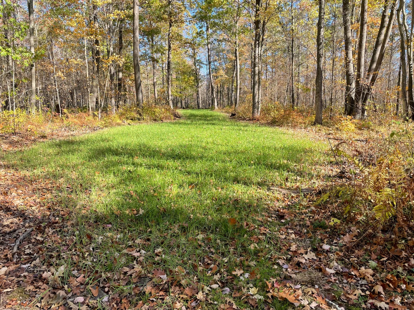 Customer photo review of Winter Rye Food Plot Seed