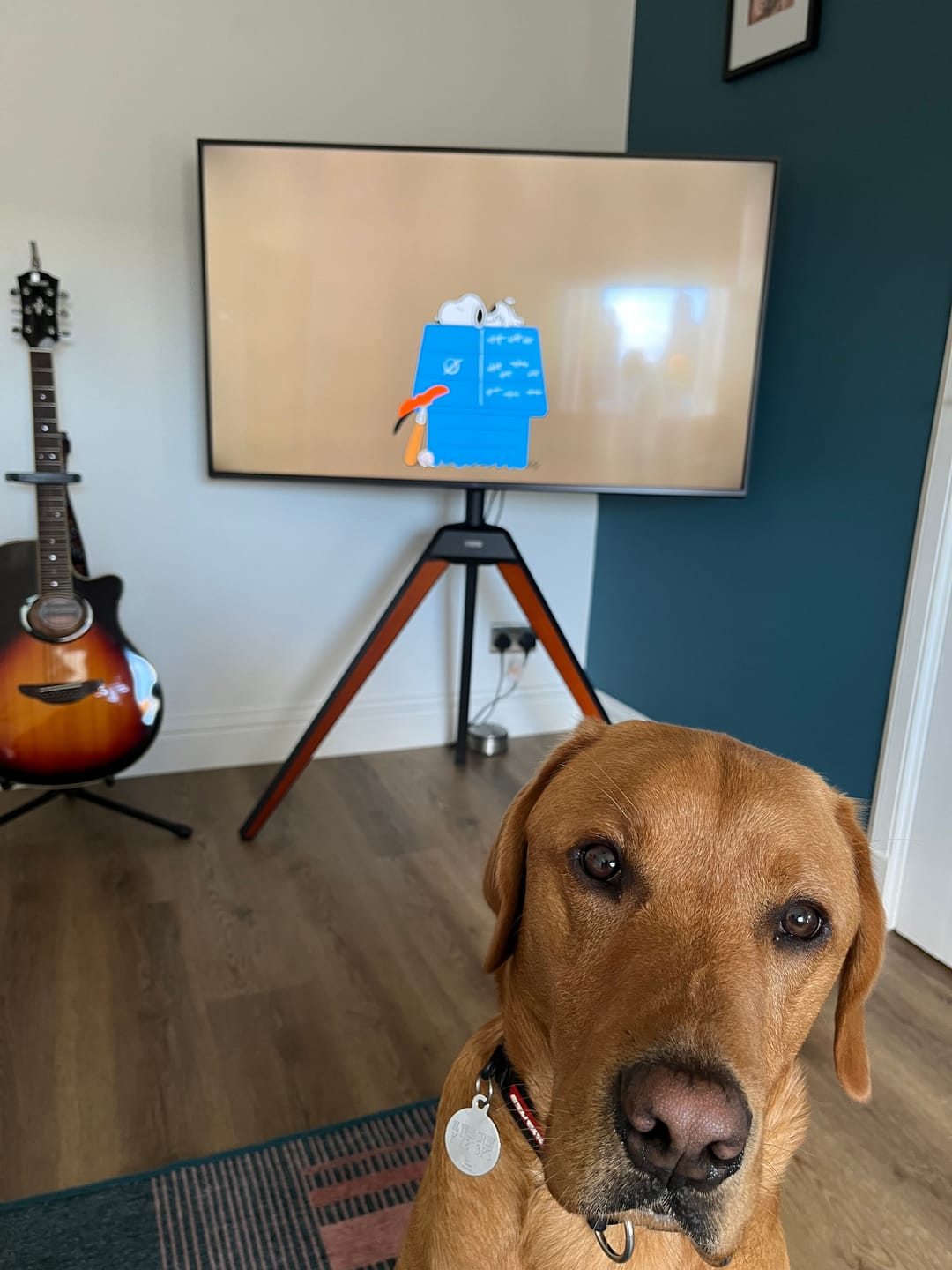 Customer photo review of Picasso FT65 Floor TV Stand