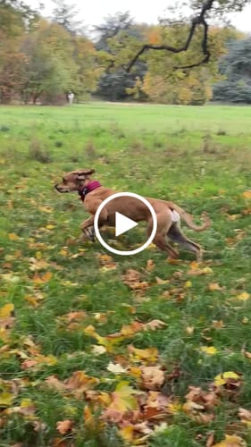 Sév M. review of 5cm Slip on Collar | Foam Padded - Burgundy image 1 out of 1