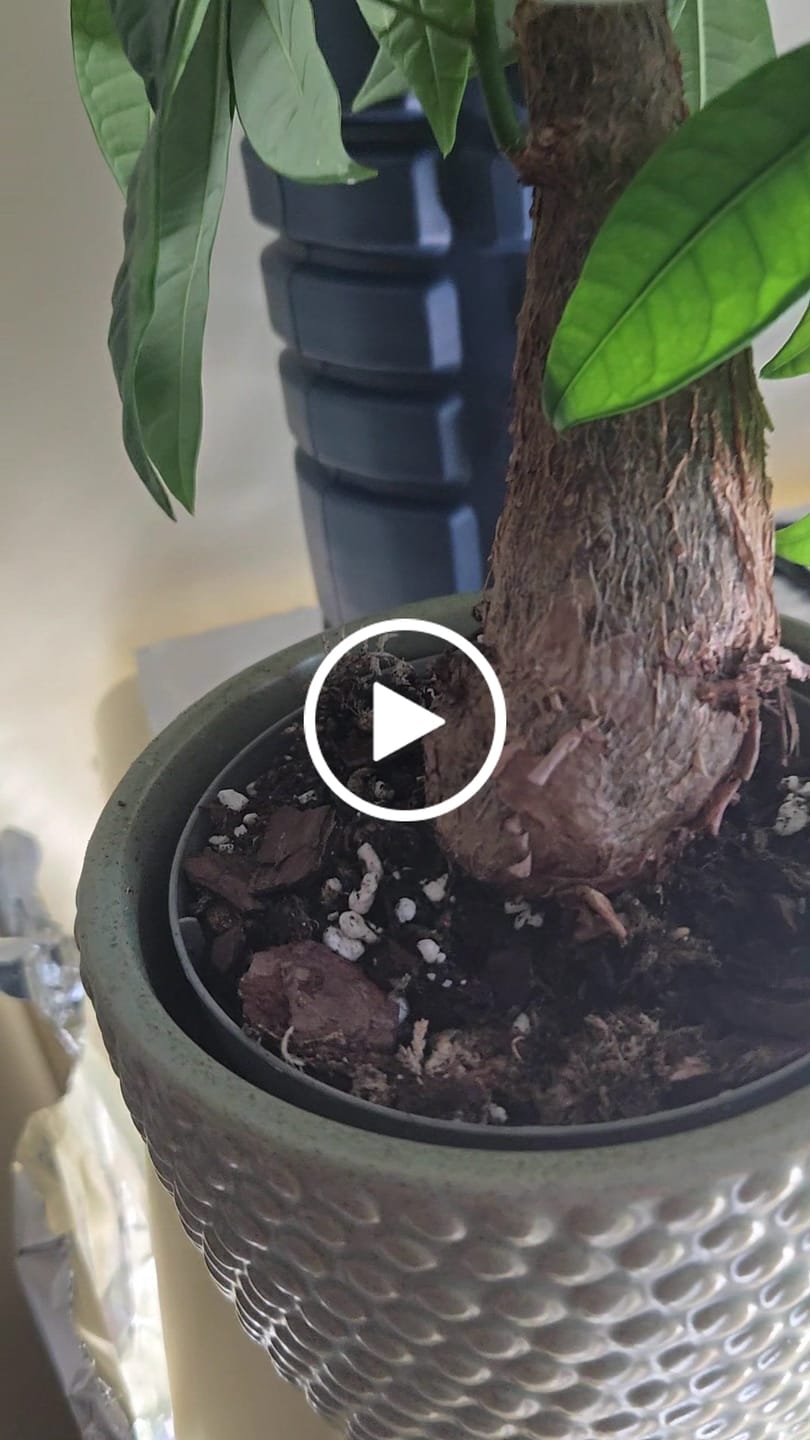 Customer video review of Zeolite