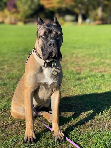 Customer photo review of 1.5" Tacti Slim Dog Collar- Buttercream