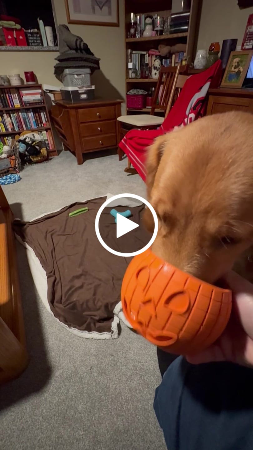 Customer video review of FreezPumpkin Limited Halloween Edition Dog Toy