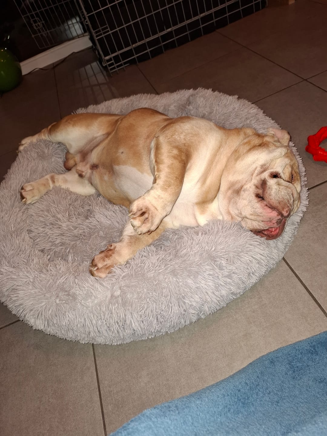 Customer photo review of Pet Perfect Fluffy Donut Hondenmand - Rond - Wasbaar