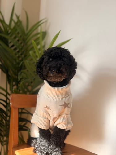 Customer photo review of Starry Nights | The Capsule Roll Neck Knit