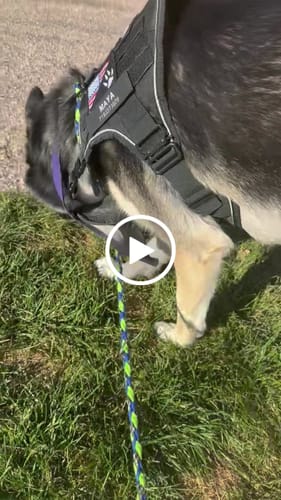 Customer video review of 4MBH Harness Exchanges