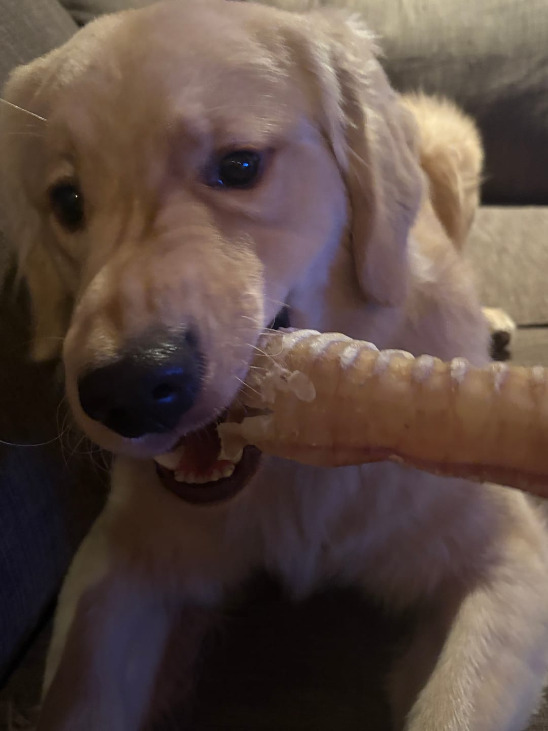 Customer photo review of 6 Inch Beef Trachea