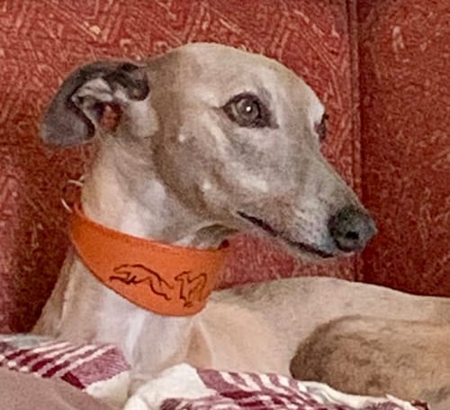 Customer photo review of Running Hound Design Padded Leather Sighthound Collars