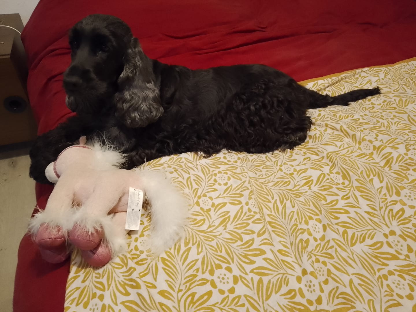 Customer photo review of Croquettes Bio Chien Adulte Petite Race - Poulet & Citrouille