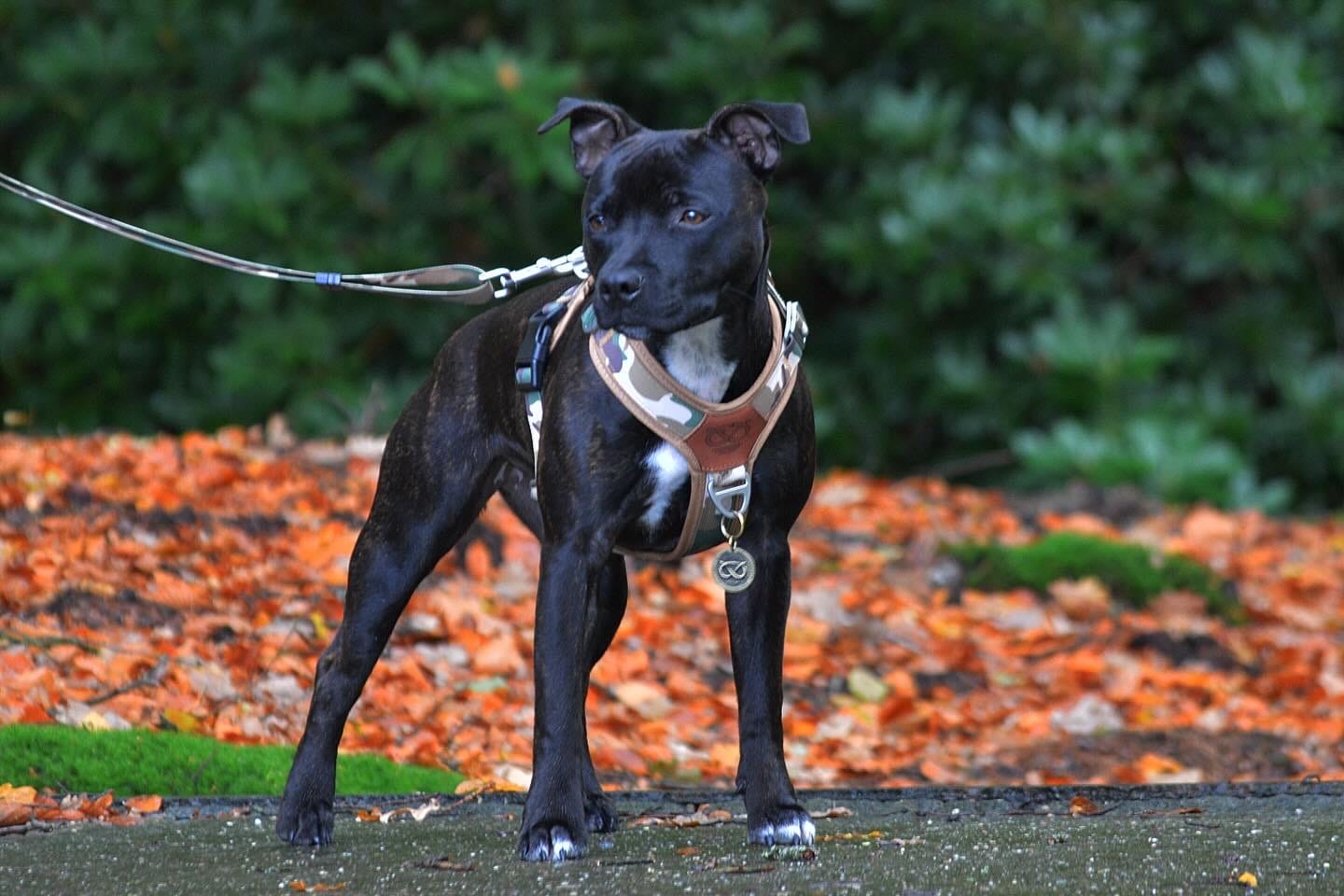 Customer photo review of Staffordshire Bull Terrier 1935® Harness & Leash Set - Sand Camo