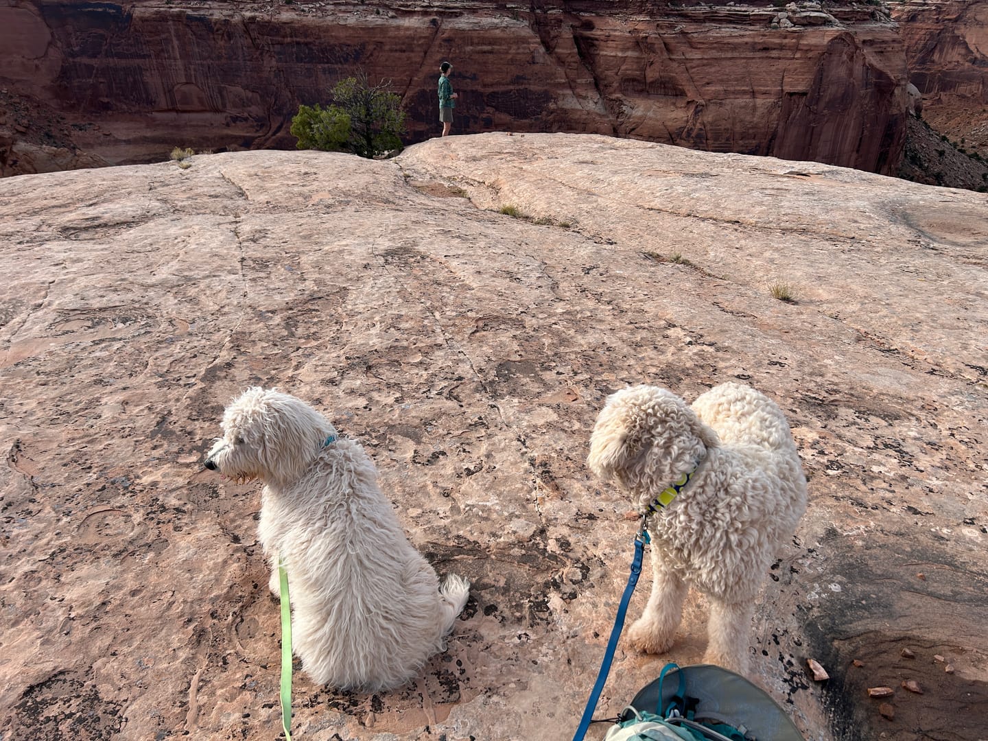 Customer photo review of Furever 6' Leash by C4