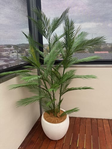 Customer photo review of Real Touch Artificial Phoenix Palm Tree UV Resistant 180cm