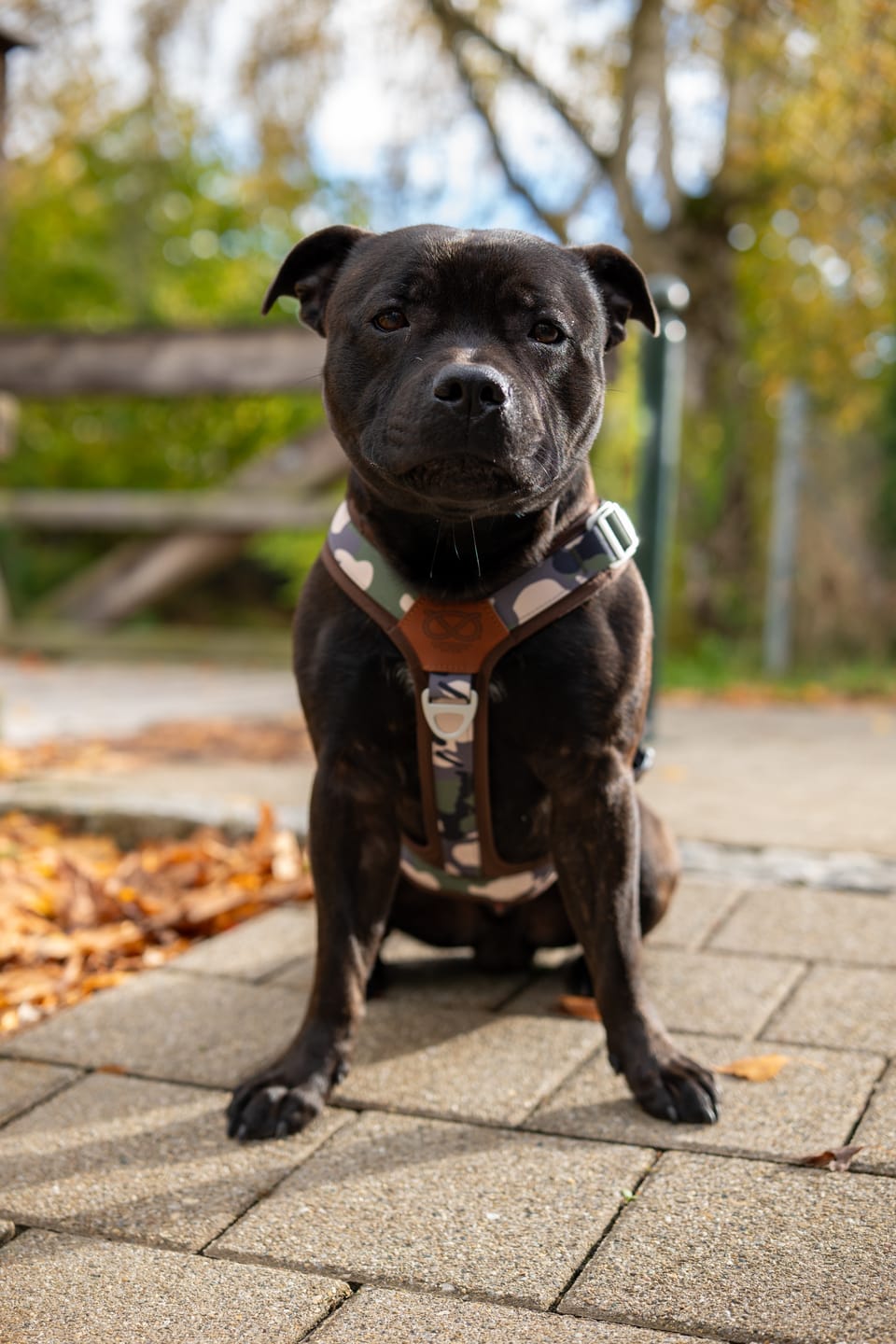 Customer photo review of Staffordshire Bull Terrier 1935® Harness & Leash Set - Classic Camo & Choco