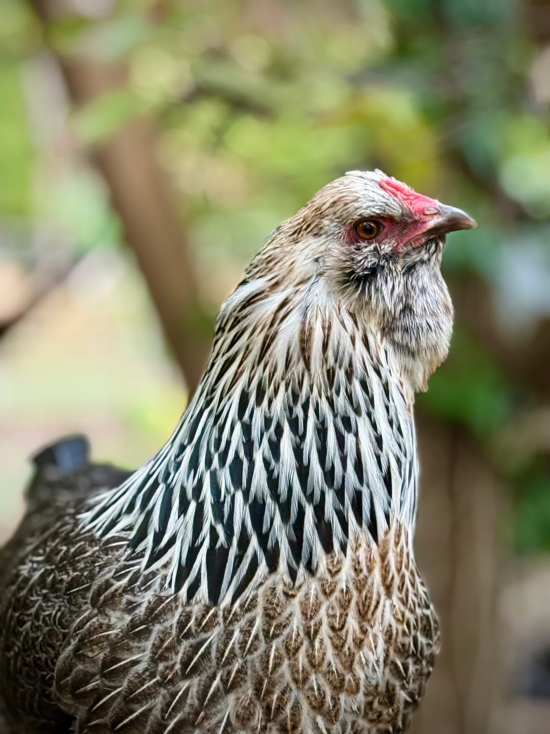 Customer photo review of GrubTerra Dried Black Soldier Fly Larvae - The Safest Treat For Your Flock