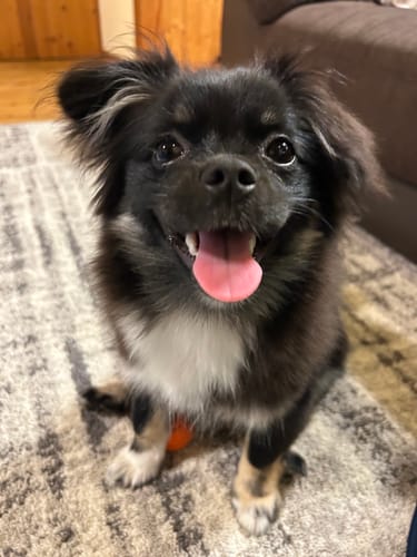 Customer photo review of FunFunPet 高機能ハーネス（お名前タグ作成サービス付き）