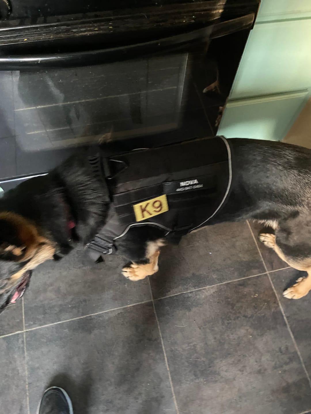 Customer photo review of Hook & Loop Patch Variety Bundle For Harness (Pack of 12)