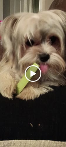 Customer video review of 4-Stick Yak Chew Pack – Mint, Banana, Strawberry & Pumpkin
