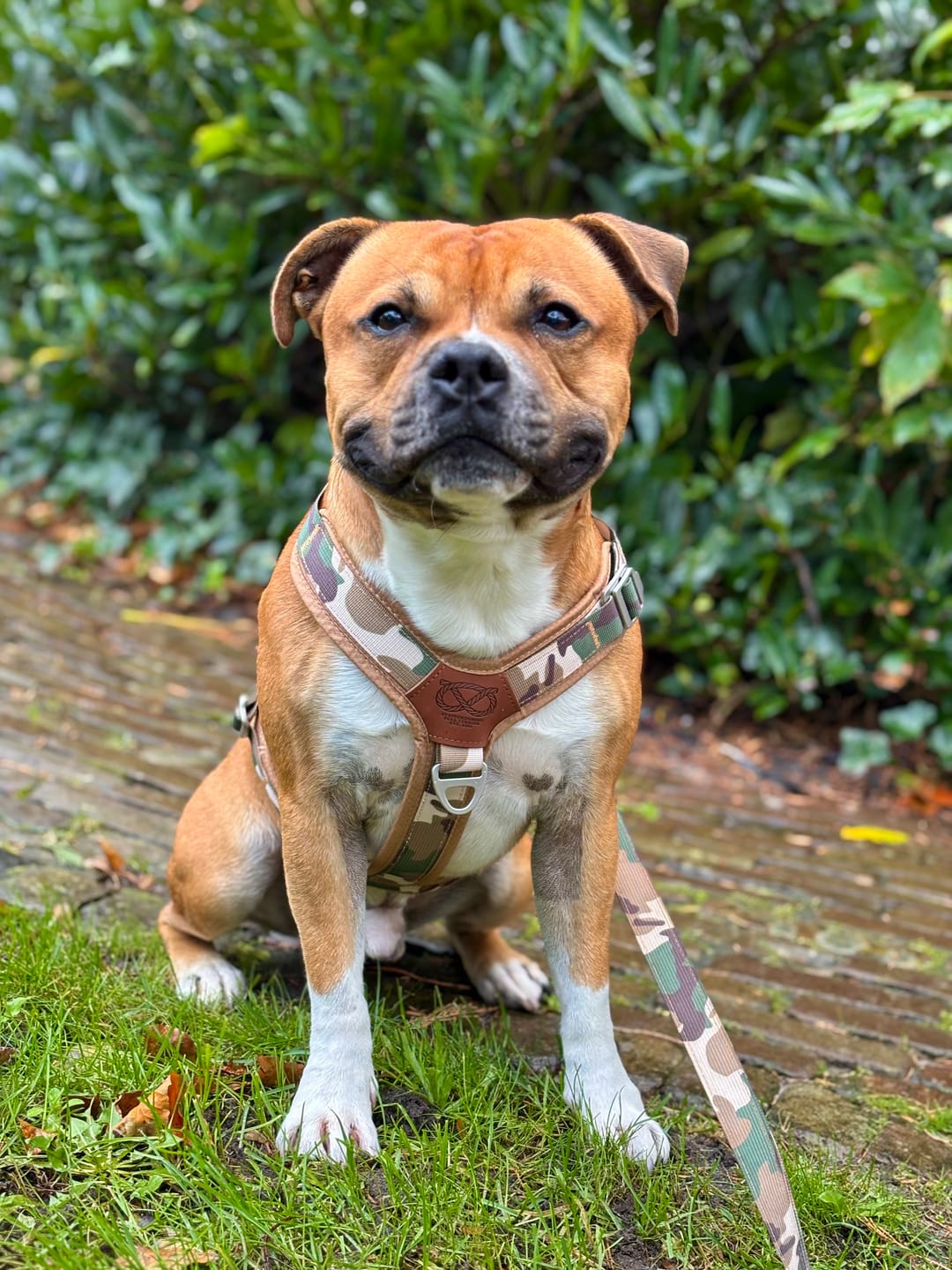 Customer photo review of Staffordshire Bull Terrier 1935® Harness & Leash Set - Sand Camo