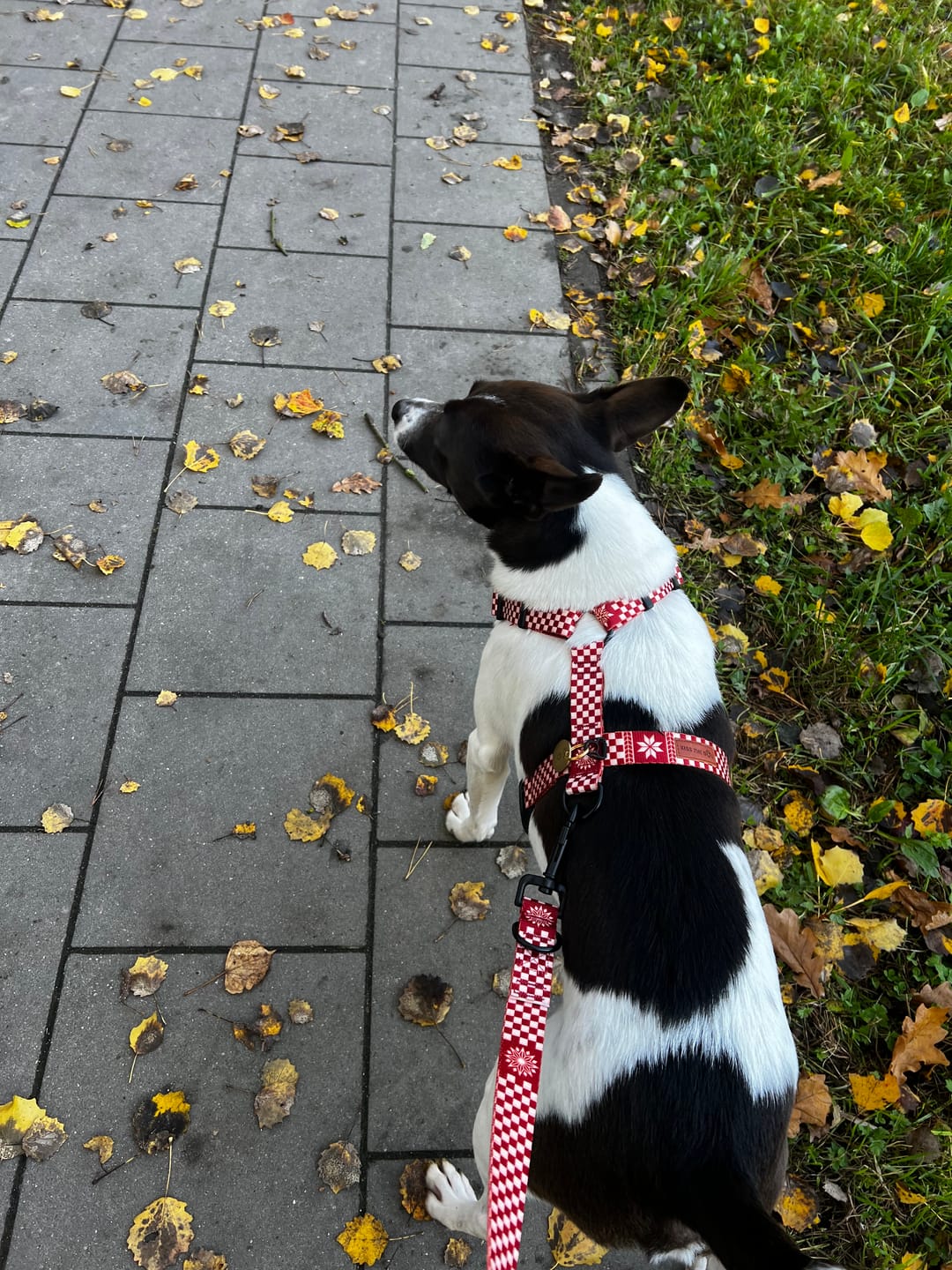Customer photo review of Smycz przepinana "Cozy Plaid" - czarne okucia