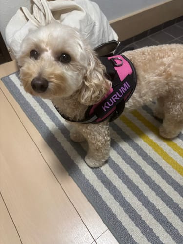 Customer photo review of FunFunPet 高機能ハーネス（お名前タグ作成サービス付き）