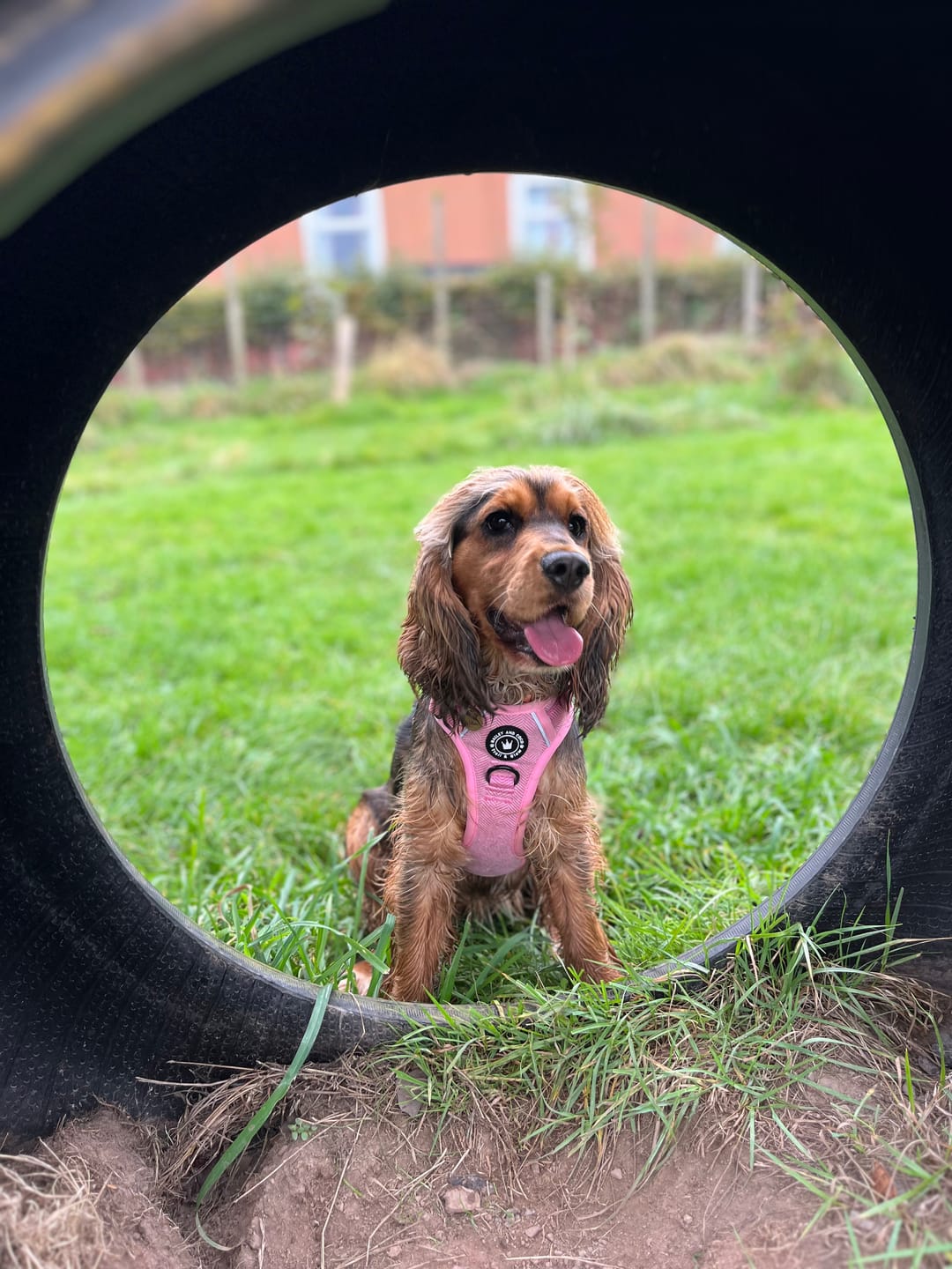 Customer photo review of Bubblegum Pink Tweed Dog Harness - No Pull & Reflective | Trail & Glow®
