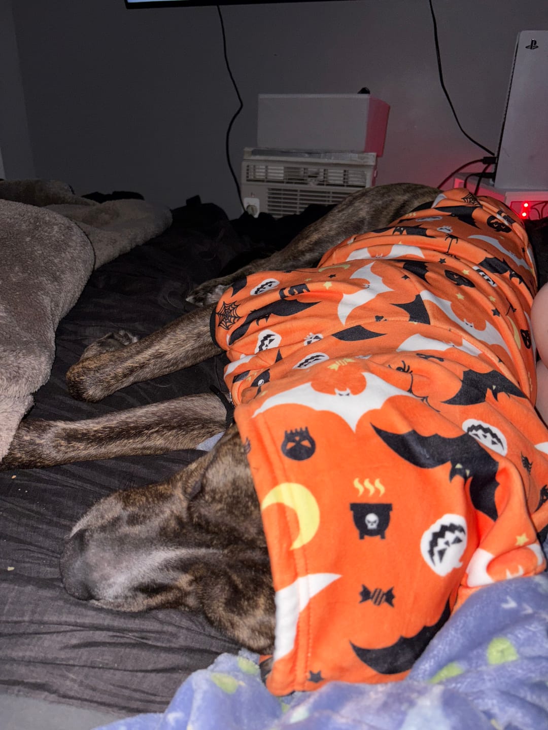 Customer photo review of Halloween Dog Hoodies (Limited Edition)