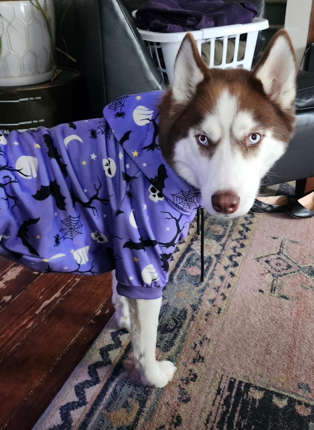 Customer photo review of Halloween Dog Hoodies (Limited Edition)