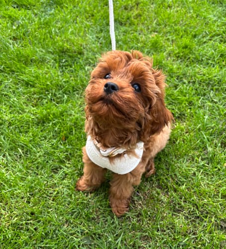 Customer photo review of Marshmallow┃Bouclé Adjustable Harness