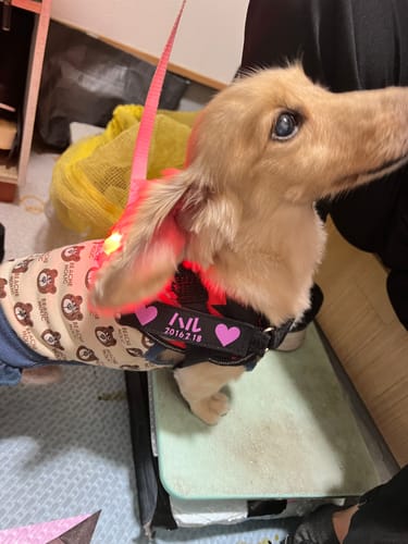 Customer photo review of FunFunPet 高機能ハーネス（お名前タグ作成サービス付き）