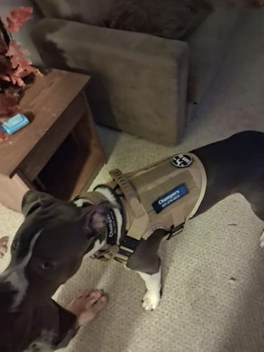 Customer photo review of 4MBH Harness Exchanges